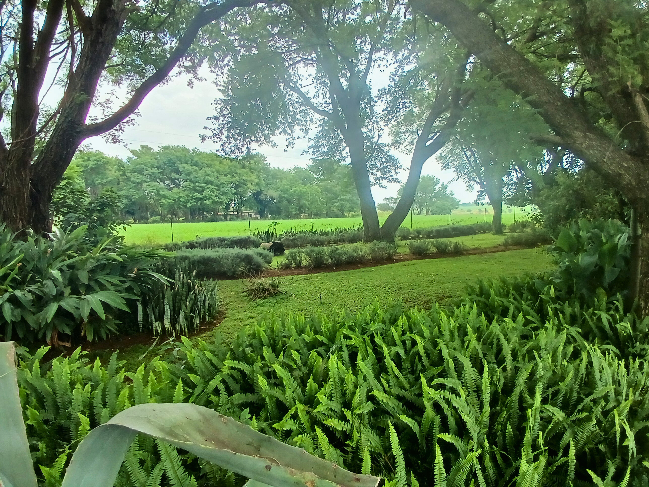 17ha irrigated farm for sale in vastfontein
